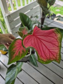 Sweetheart Caladium's