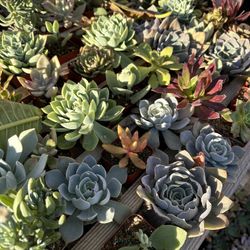 Succulents Mix