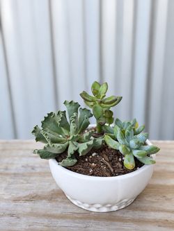 Crinkle-Leaf & Mixed Succulent Arrangement in White Ceramic Bowl