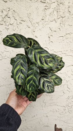 4" Calathea 'Makoyana'