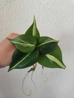 Philodendron Silver Stripe Plant Cuttings
