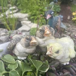 Three Little Birds: Vintage Garden Decor 