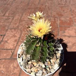 Cactus And Succulents 