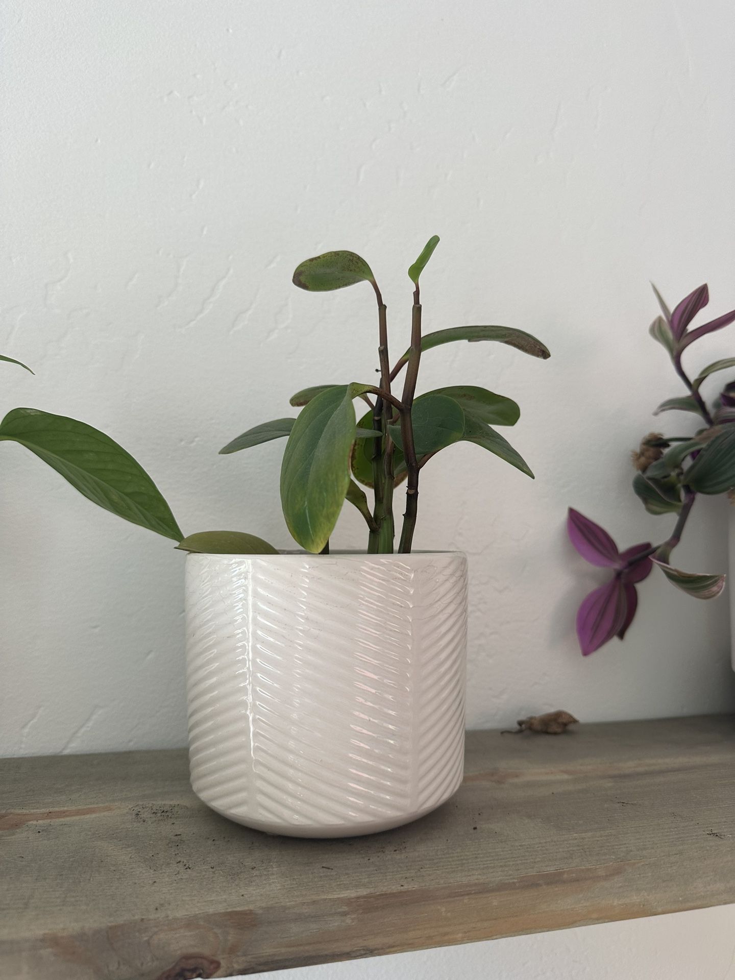 Plant With Ceramic Pot