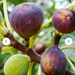 Little Miss Figgy 4gal Fig Dwarf Species Plants Trees 2 Pack