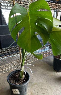 Monstera plants