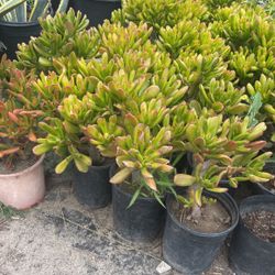 Crassula Ovata 
