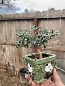 Bonsai Plant For Sale $45 Each