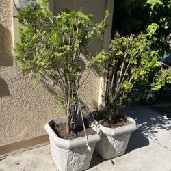 2 Beautiful Biota Plants In 5 Gallons Pot