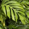 Hothouse Aroids