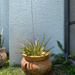 Large Terra Cotta Pot With Aloe