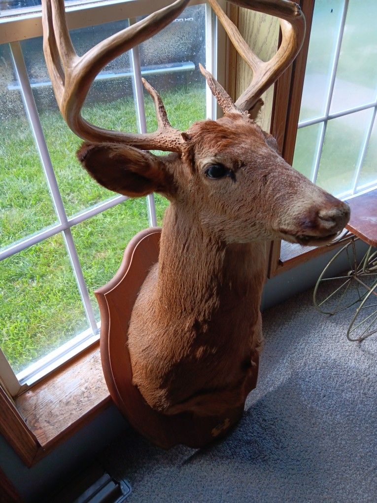 Deer Head