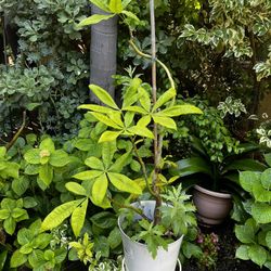 Money Tree