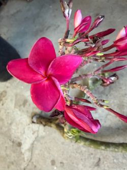 Cutting plumeria