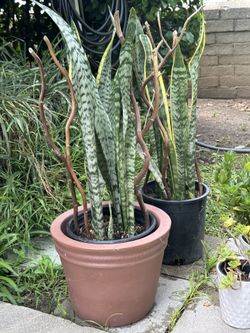 2 Snake Plants One With A Ceramic Pot