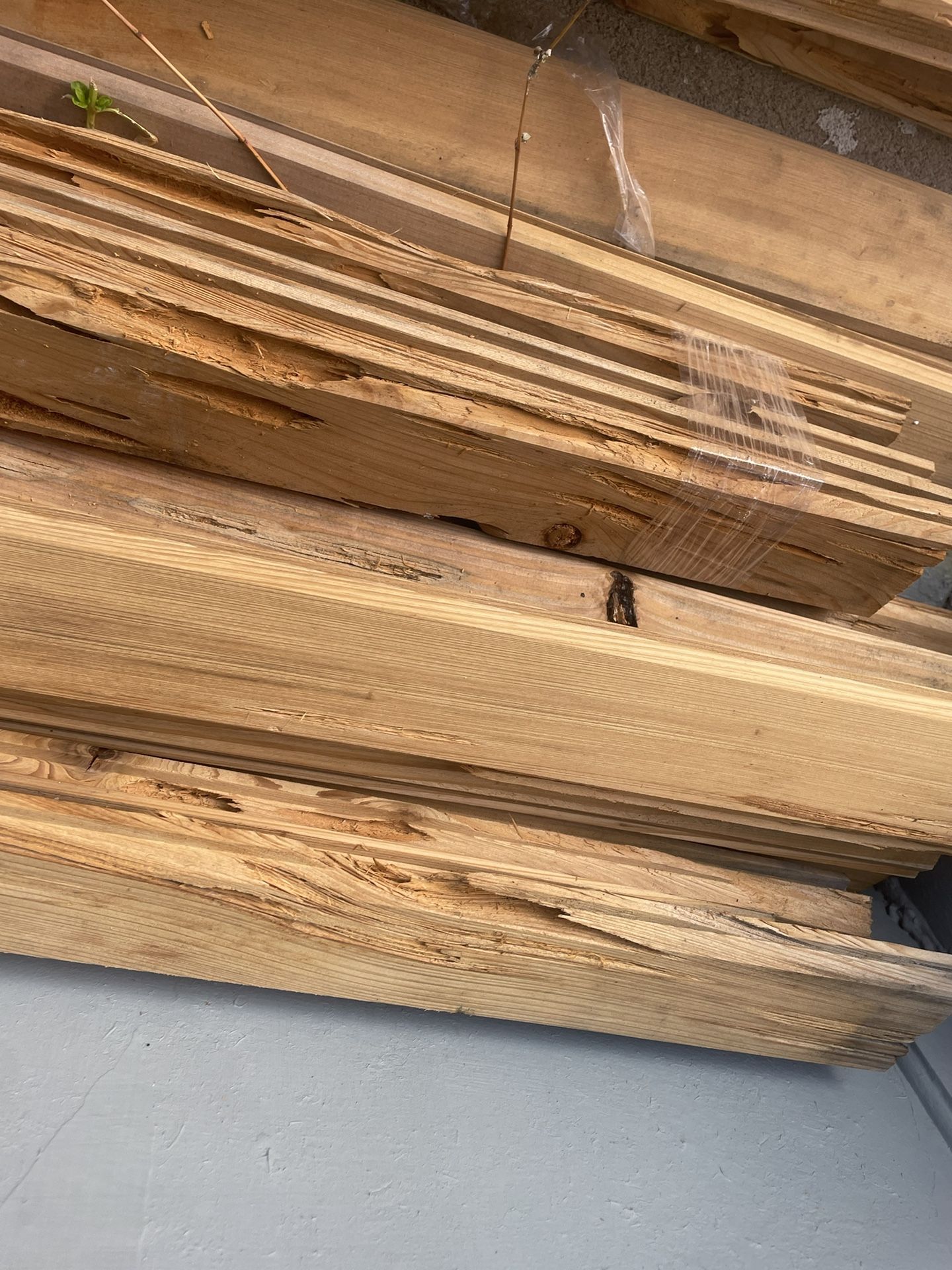 Cedar