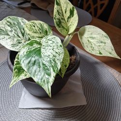 Snow Queen pothos plant