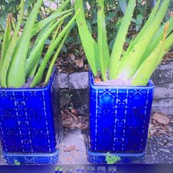 Aloe vera with two flower pots