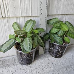 Silver Band Maranta (Prayer Plants) 1 Available 