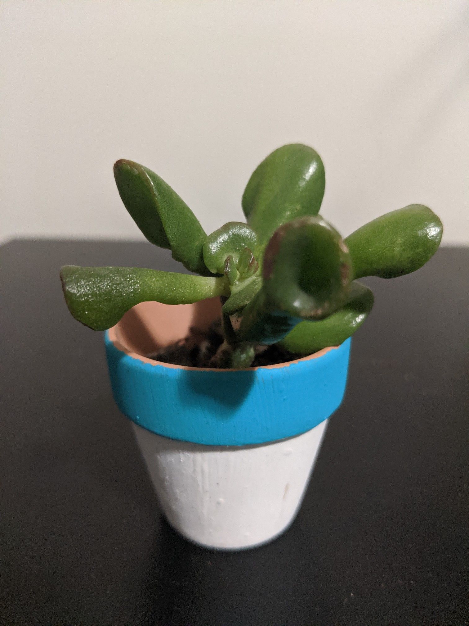 Jade Plant | Succulent