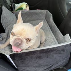 Dog Car Seat