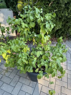 Arabian Jasmine Plant