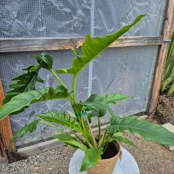 Philodendron Plant 6" Pot