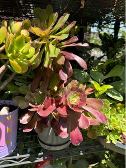 Pretty Succulent plant 🪴