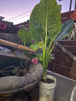 Elephant ear plant