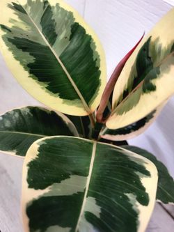 🌿Healthy Live Air Purifying Houseplant Beautiful Variegated Rubber Plant 16"Tall In Pot 5" ~ Easy To Care