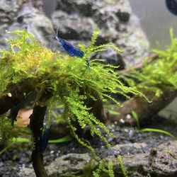 Java moss