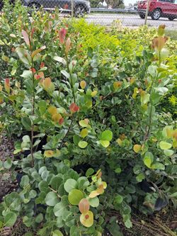 Cocoplum hedges on sale now $6