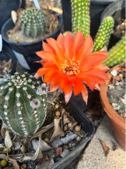 Cactus