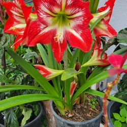 Red Amaryllis Plant