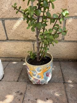 Assorted potted plants