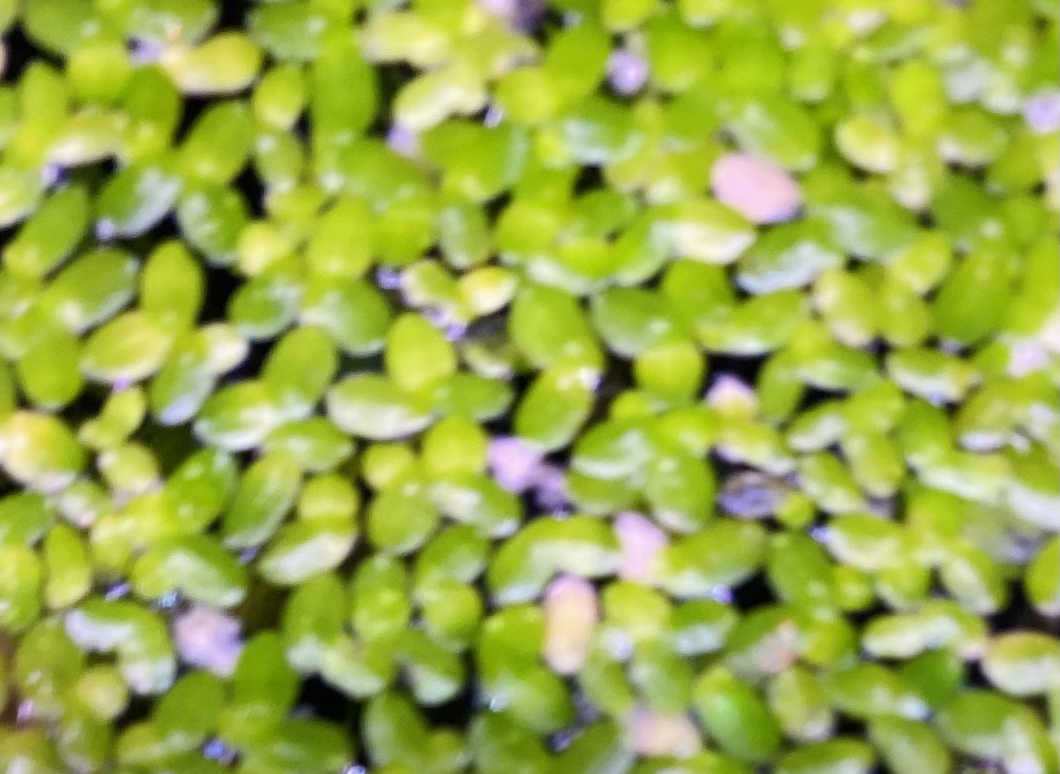 Duckweed