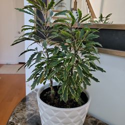 Plant Without Pot