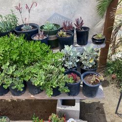 Plants