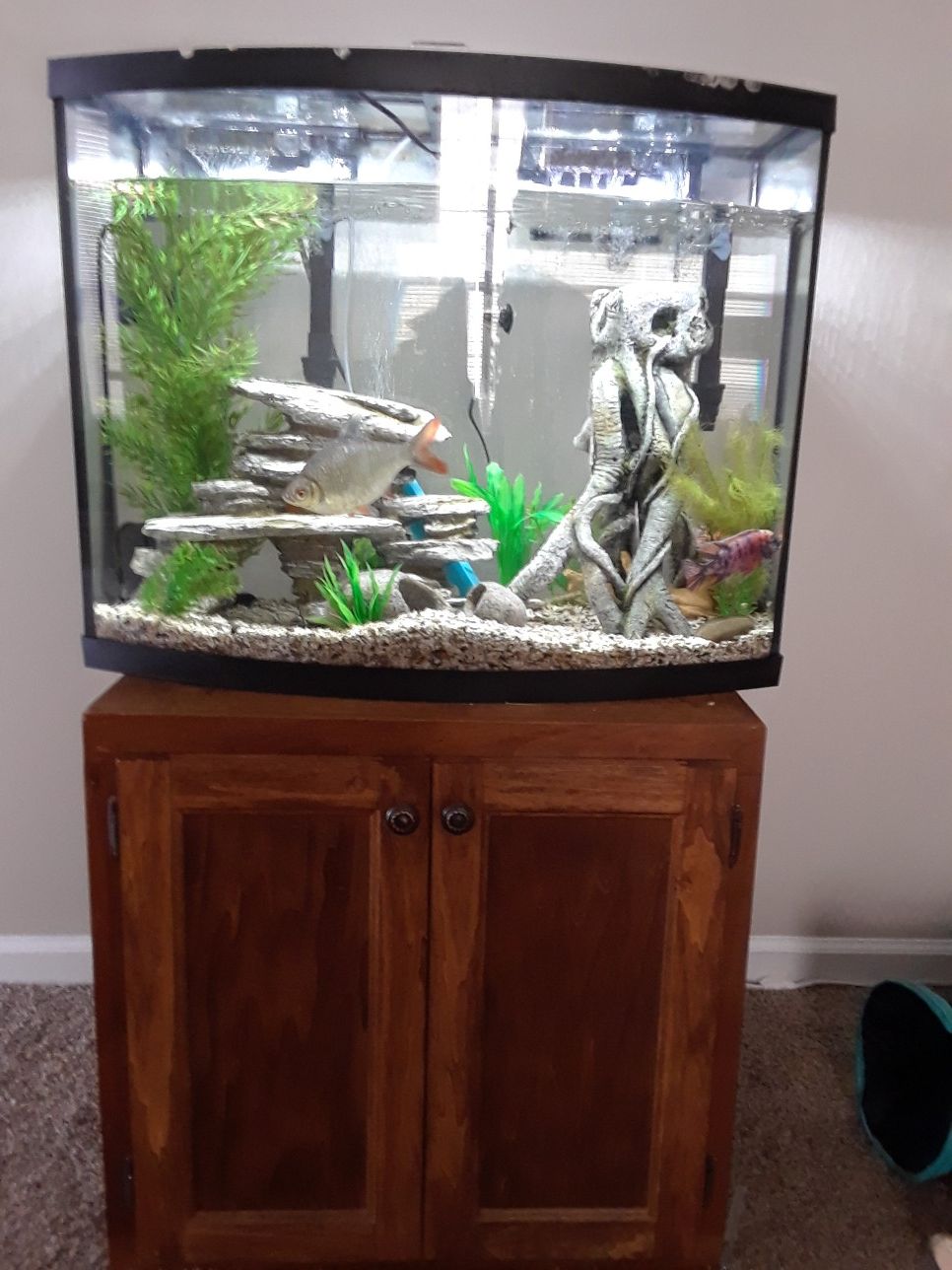 38 gallon fresh water fish tank