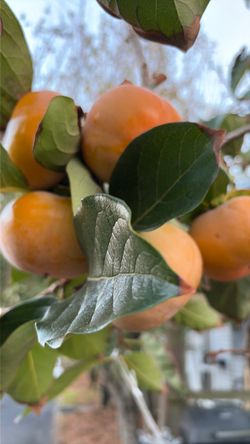 Fresh Fuyu Persimmons