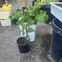 Raspberries Plants ( Pending )