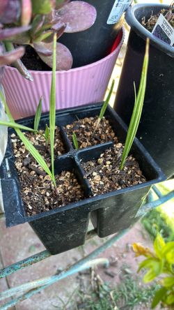 Mexican fan palm seeds and start