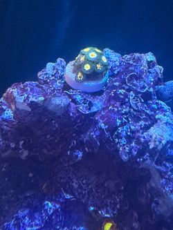Fake coral