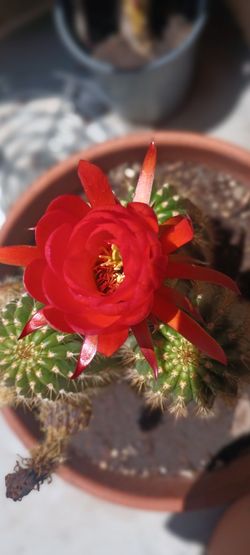 Cactus plant 🌵