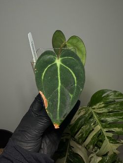 Anthurium Carlablackiae