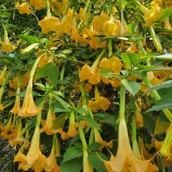 Angel  Trumpet  Tree