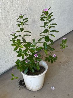Madagascar periwinkle (Catharanthus roseus),