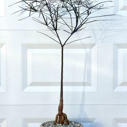 Brachychiton Rupestris/ Bottle Tree (Planter Included)