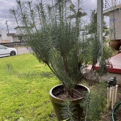 Large Plant In Glazed Pot