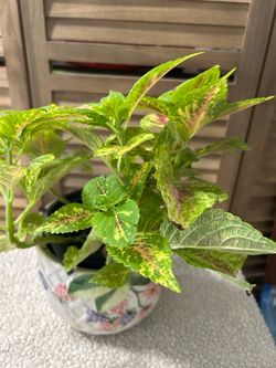 Beautiful Plant